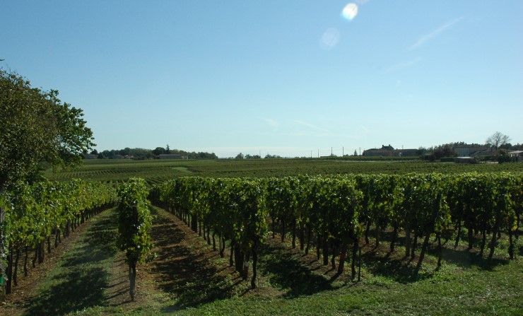 Vignobles de Castillon à proximité de Castillon-La-Bataille . © M.CRIVELLARO