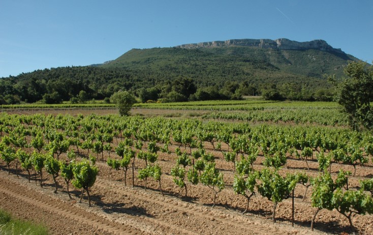 Vignobles de Provence - Village de Pourcieux, vue sur le Mont Aurélien - © Adrien CRIVELLARO