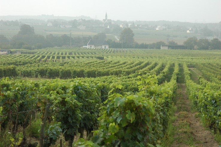 Vignobles de Saumur à Varrains - © M.CRIVELLARO