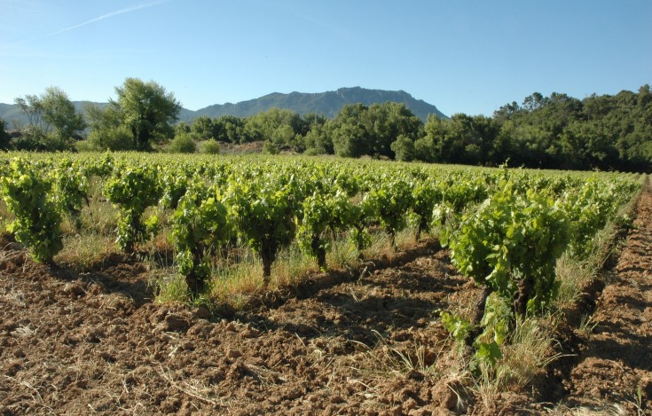Vignobles des Coteaux Varois à Tourves - © Adrien CRIVELLARO