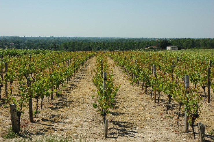 Vignobles des Fiefs Vendéens Mareuil - Village de Rosnay -  © M.CRIVELLARO