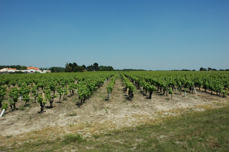 Vignobles Muscadet Sèvre et Maine - Village de Château-Thébaud - © M.CRIVELLARO