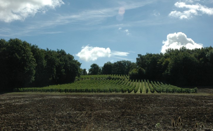 Xaintrailles - De Buzet-sur-Baïse à Xaintrailles, le vignoble occupe les sols les plus aptes pour la qualité du vin - © Marion CRIVELLARO