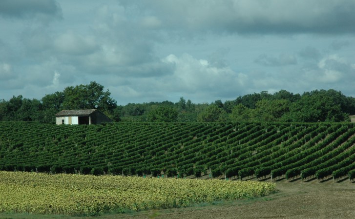 Xaintrailles - Vignes, tournesols et sous-bois entre Buzet-sur-Baïse et Xaintrailles - © Marion CRIVELLARO