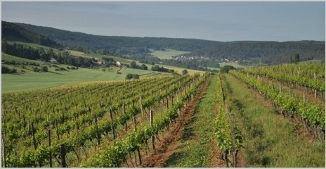 Hautes-Côtes de Nuits à Curtil-Vergy - Vignoble DPH Patrick Hudelot à  Villars-Fontaine