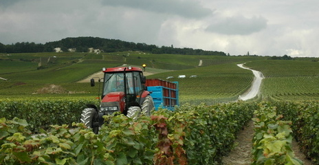 Champagne - les vendanges dans la vallée de la Marne Champagne - les vendanges dans la vallée de la Marne
