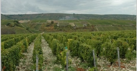 Vignoble de Sancerre - Vignoble de Sancerre -