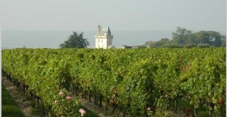 Vignobles Couly-Dutheil surplombant le Château de Chinon Vignobles Couly-Dutheil surplombant le Château de Chinon