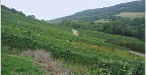 Vignoble de Contz-Les-Bains