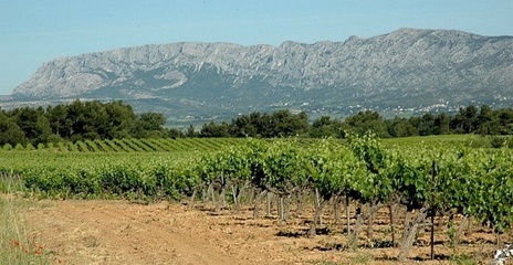 Provence - Vignobles des Côtes de Provence à Pourrières - Montagne Sainte-Victoire en fond. Provence - Vignobles des Côtes de Provence à Pourrières - Montagne Sainte-Victoire en fond.