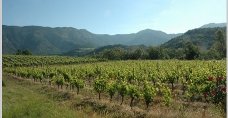 Vignoble du Diois au pied des massifs des Pré-alpes.